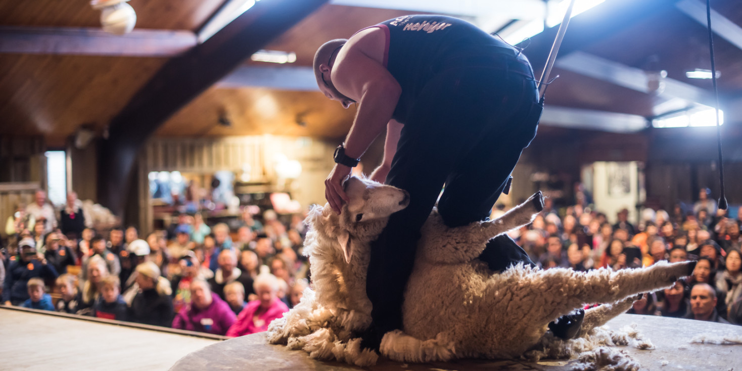 Man shearing sheep on stage as crowd look on