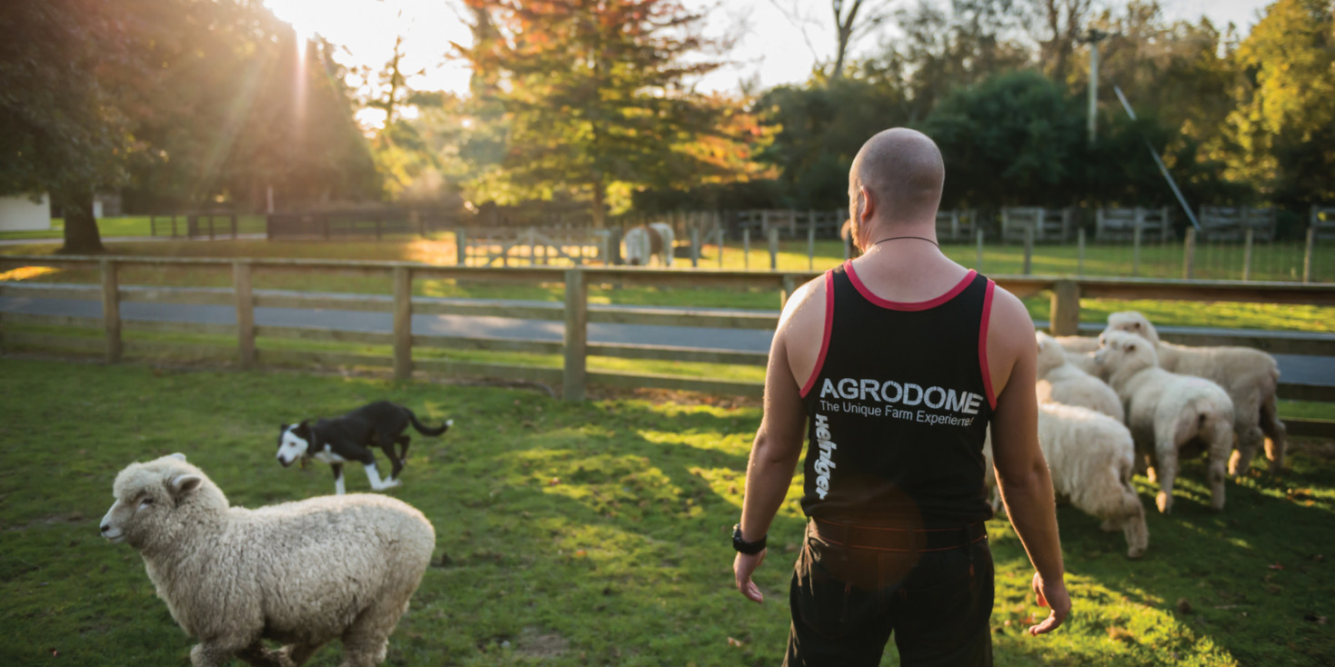 Man directing dog to round up sheep in a paddock