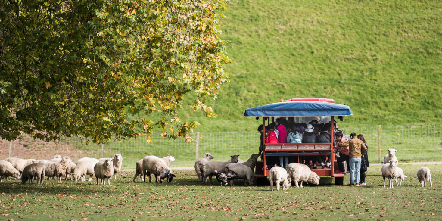Trailer filled with people in a sheep paddock